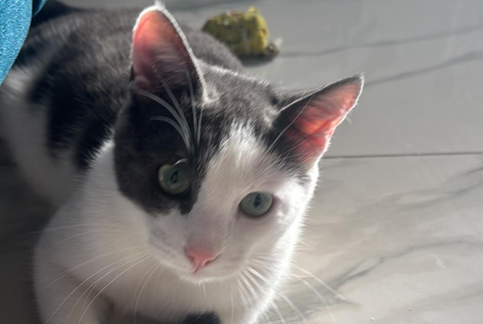 Vermisstmeldung Katze Männliche , 1 jahre Marcilly-sur-Tille Frankreich