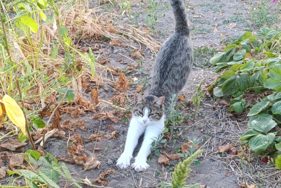 Alerta de Desaparición Gato Hembra , 1 años Passirac Francia