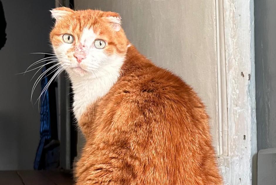 Alerte Disparition Chat  Mâle , 6 ans Cressensac-Sarrazac France