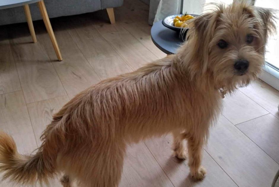 Alerte Disparition Chien croisement Mâle , 2 ans Cherves-Châtelars France